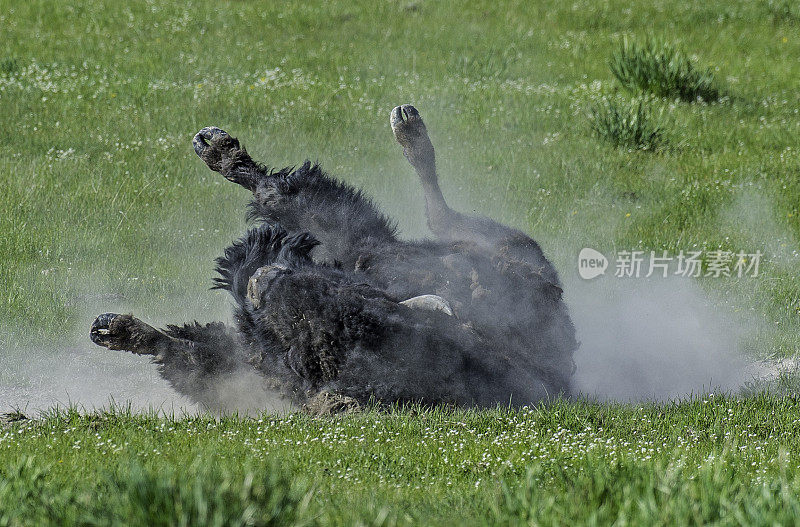 美国野牛(bison bison)，也被称为美国水牛，在怀俄明州的黄石国家公园大量发现。在泥土中滚来滚去，形成一个灰尘浴。